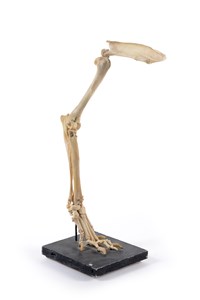 Image description is not available for 2000.8.1